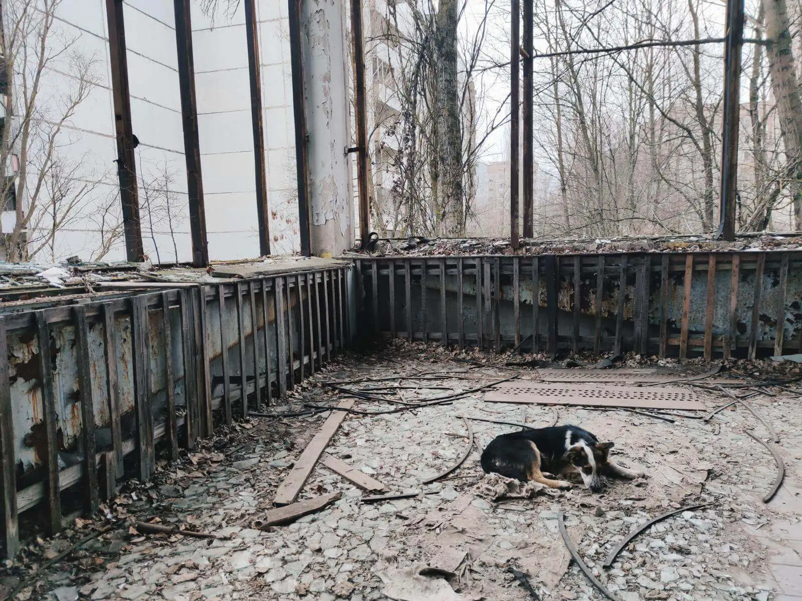 Photo of a Chernobyl dog