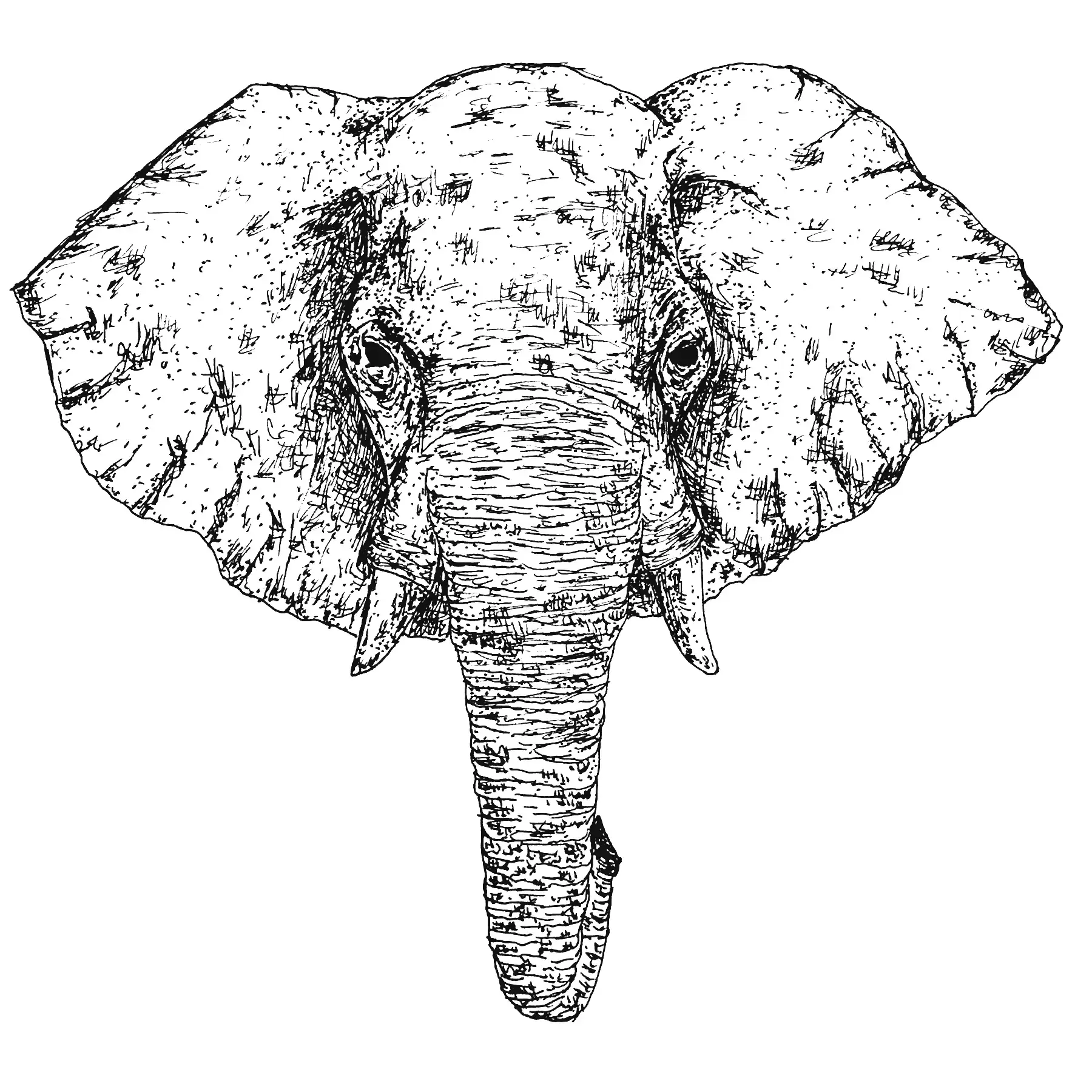 Picture of my elephant drawing