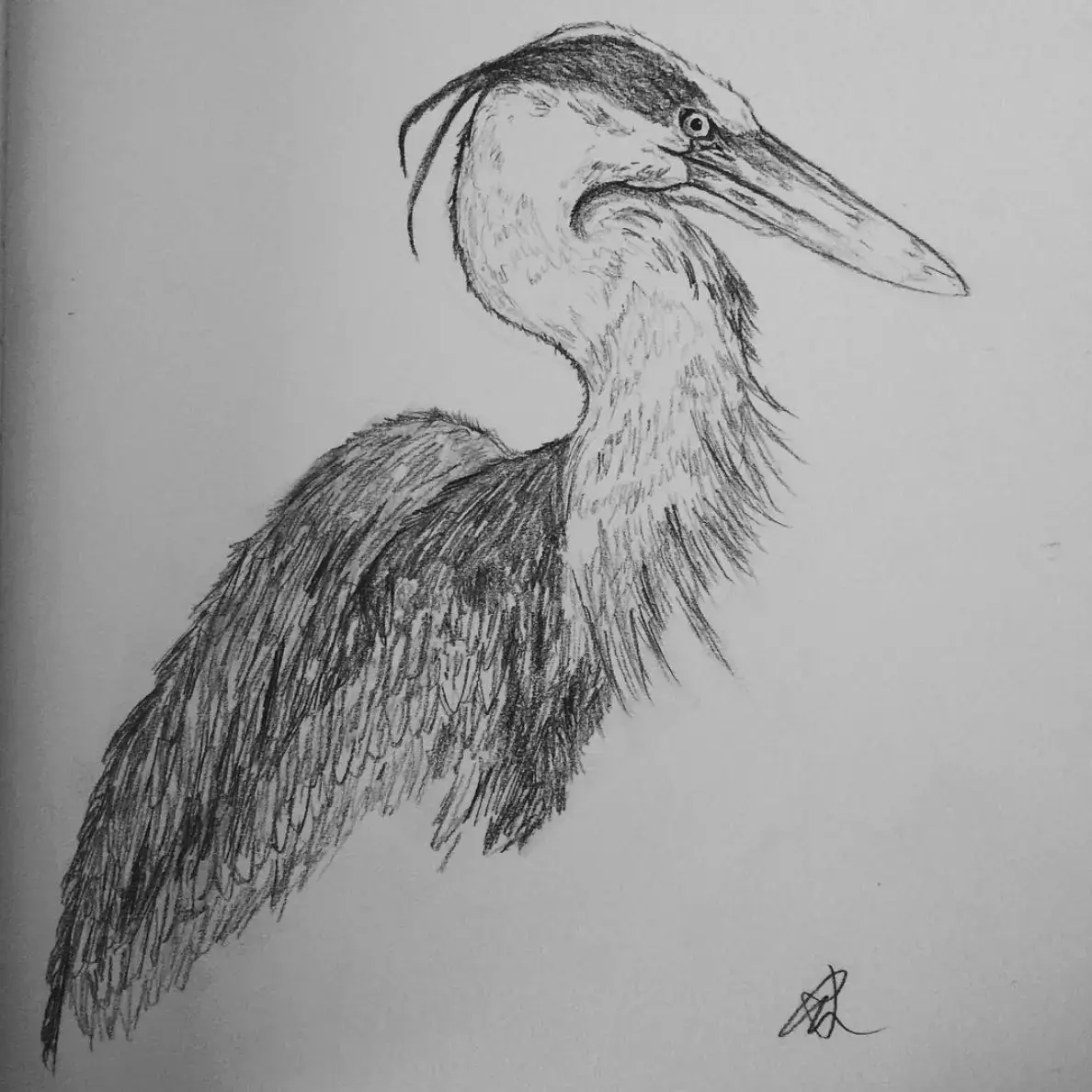 Drawing of a heron