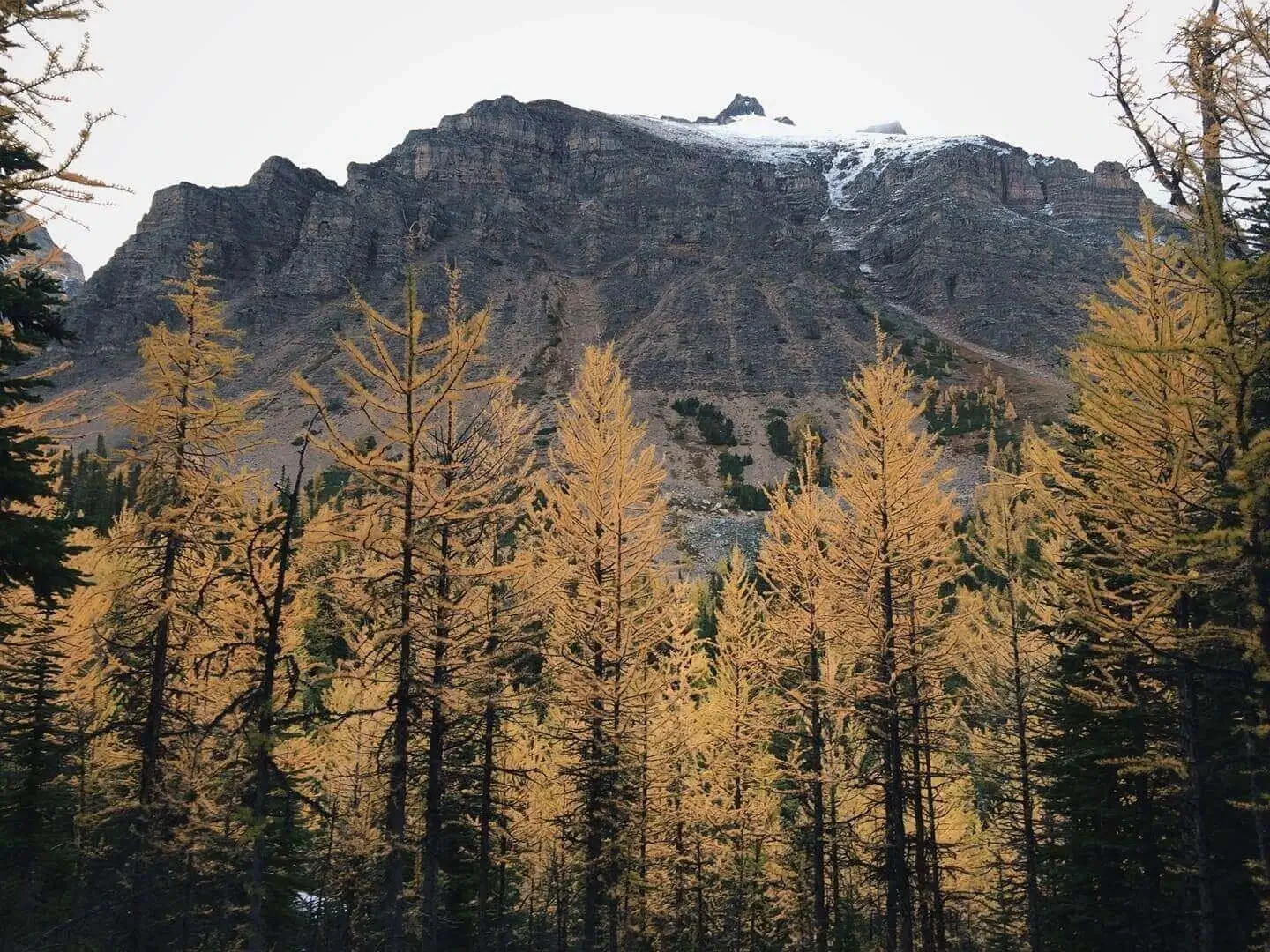 Image of Larch Valley, AB