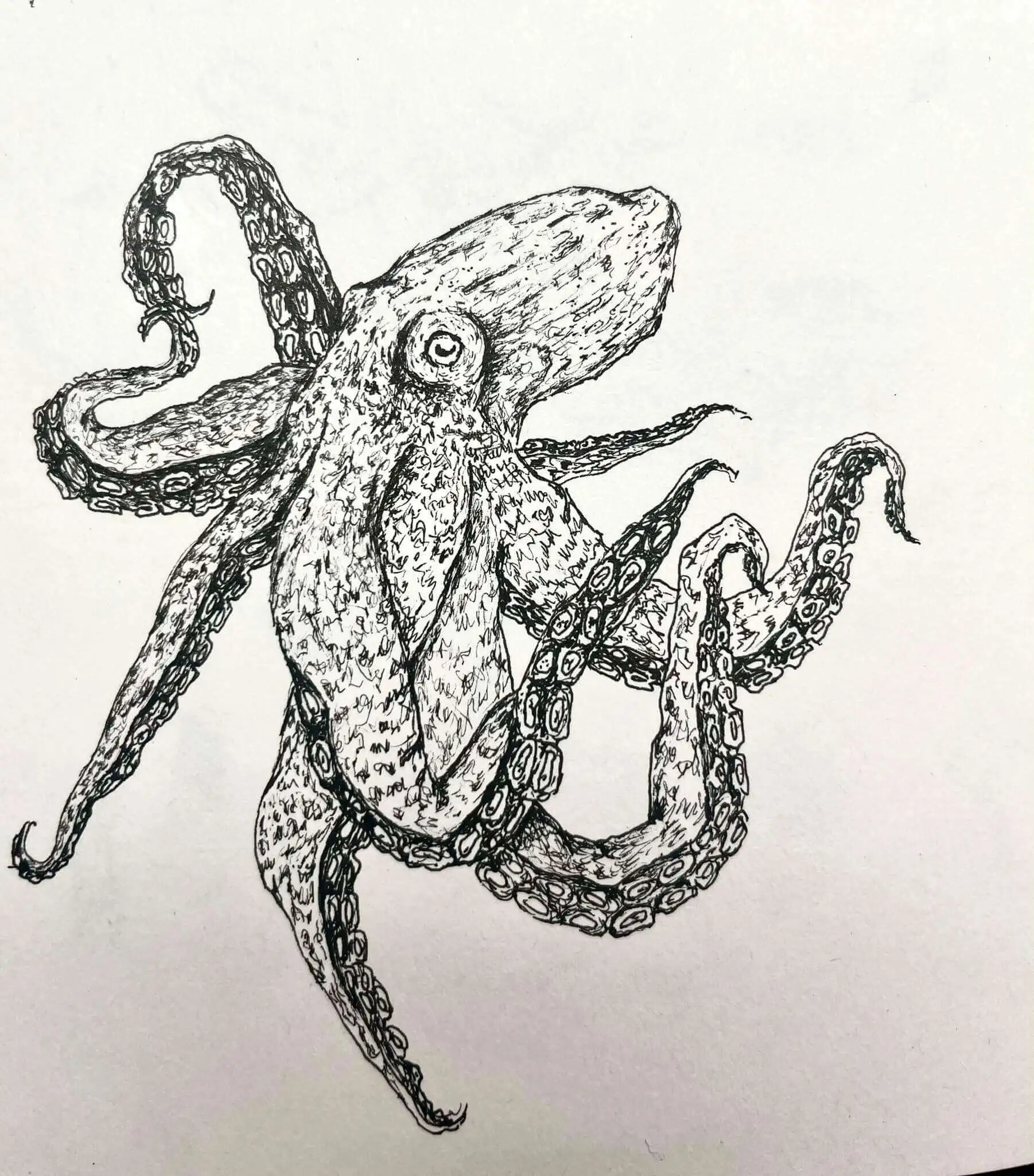 A squid illustration